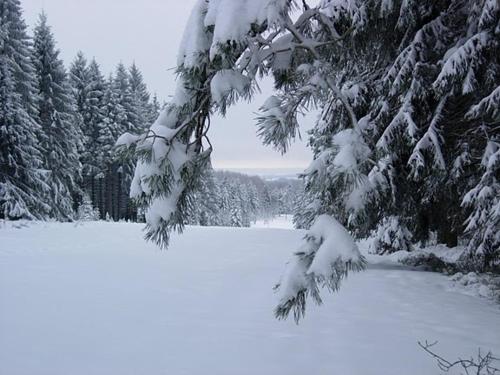 a snow covered tree branch with snow on it at Gite Le Cerf Pantin in Saint-Hubert