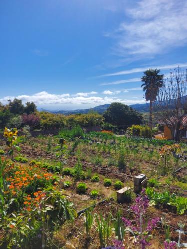 Santa Maria de Guia de Gran Canaria的住宿－Ecofinca Selva Doramas，种有鲜花和棕榈树的花园
