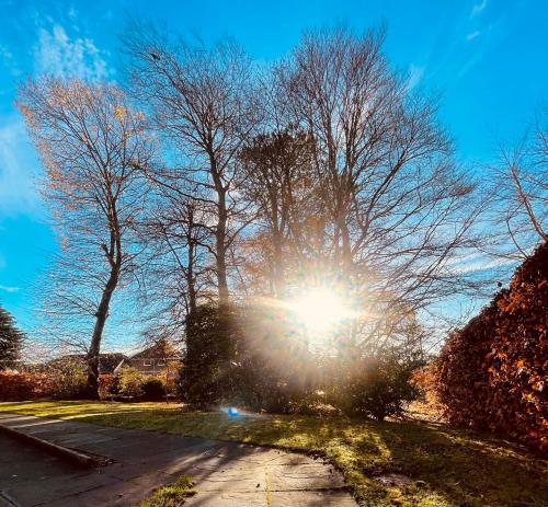 a tree with the sun shining through it at Talisker in Nairn