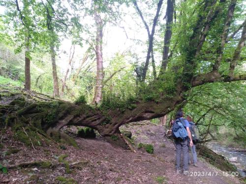 two people standing under a fallen tree on a trail at Sim Guesthouse in Sım