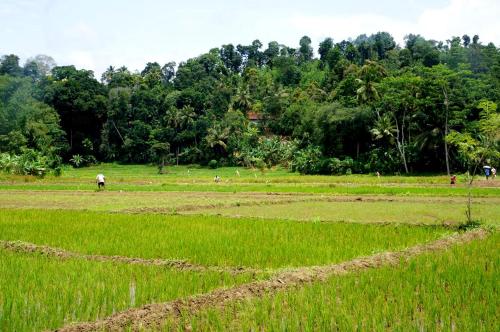 a field of crops with people in the distance at Captain's Bungalow, Kandy in Arawwawala