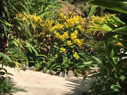 a garden with yellow flowers and a pathway at FLOR DE PARAISO BUNGALOWS in Montezuma