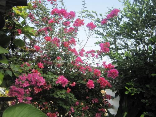a bunch of pink flowers on a tree at Hotel Valmar in Cartagena de Indias