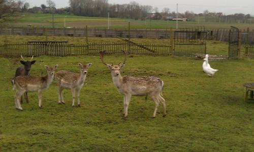 Animales en el hostal o pensión o alrededores