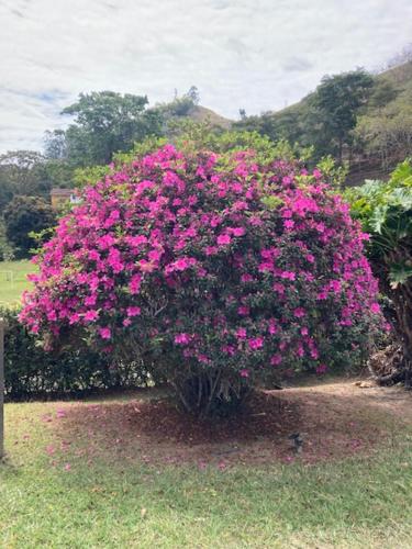 Gambar di galeri bagi Pousada. Espatódea di Petrópolis