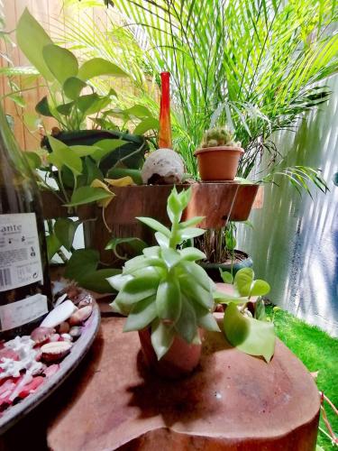 a group of potted plants sitting on a table at Airport Traveler's home. in Alajuela City