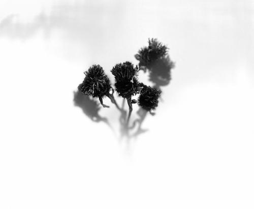 a black and white photo of a plant in the shape of a heart at Grey Stag Apartment in Nairn