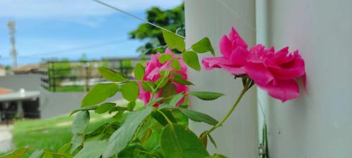 a pink rose sitting next to a wall at Pousada Jardins - Mar Grande in Vera Cruz de Itaparica