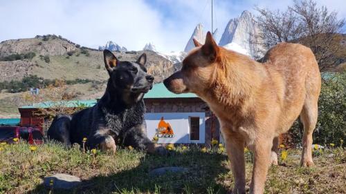 two dogs standing next to each other in a field at Hostel del Lago, habitaciones privadas y cabañas in El Chalten