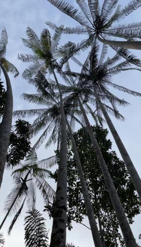 a group of palm trees with the sky in the background at Palmayacu - Refugio Amazónico in Leticia