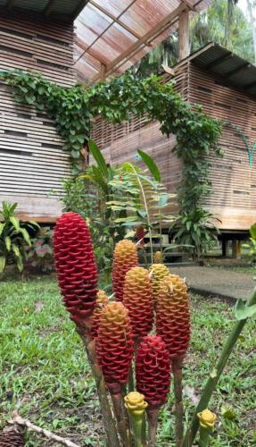 a group of pineapple plants in a garden at Palmayacu - Refugio Amazónico in Leticia