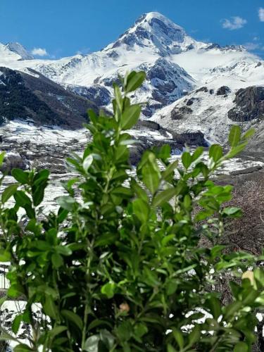 a view of a snow covered mountain with a plant at Emotion Kazbegi in Stepantsminda