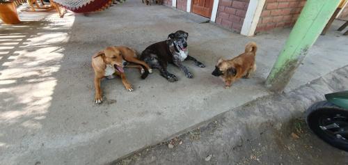three dogs laying on the ground next to a building at B&B, family run homestay, Hospedaje La Penita in Altagracia