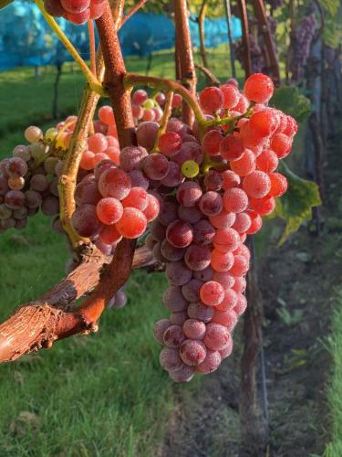 a bunch of red grapes hanging from a tree at Life Contains Beautiful Things in Almere