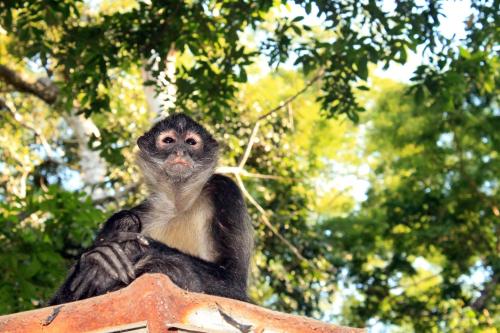 a monkey sitting on top of a roof at Puerto Barillas in Bahia de Jiquilisco