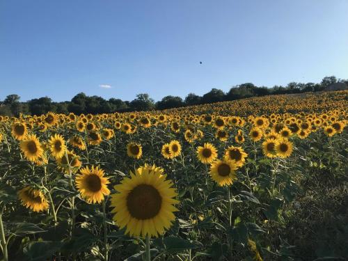 Galería fotográfica de Agriturismo Colpo di Fortuna en Gualdo di Macerata