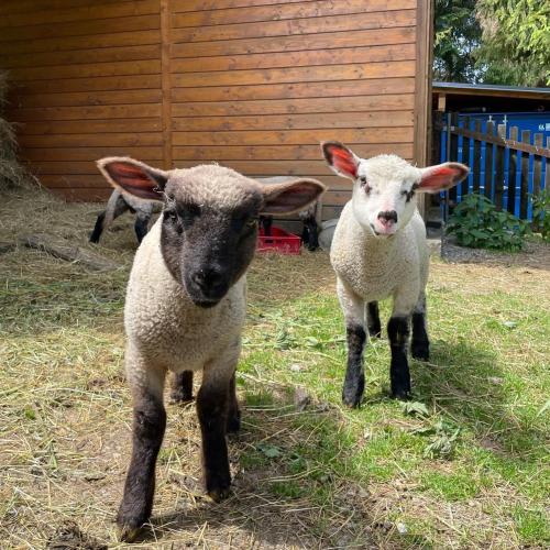 two sheep standing next to each other in the grass at Resort Drevenice Terchova in Terchová