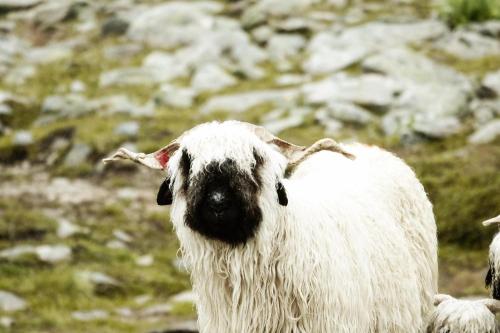 una oveja blanca parada en la cima de una montaña en Hamilton Lodge & Spa, en Belalp