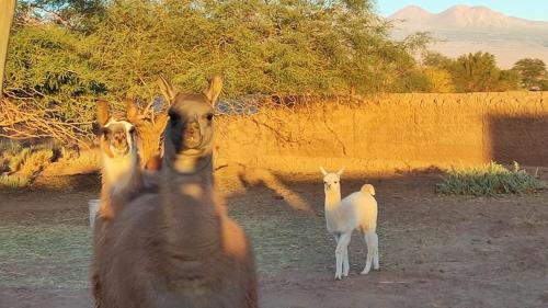 a group of animals standing next to a wall at Cabañas Voyage Atacama in San Pedro de Atacama