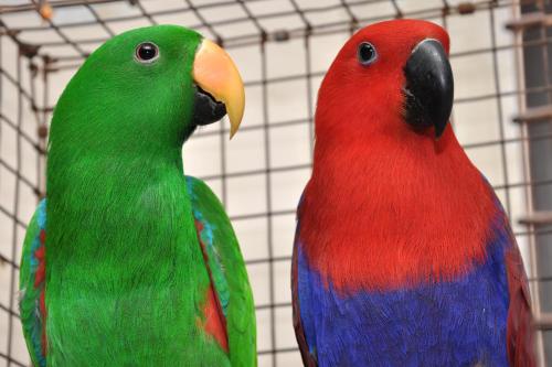 two colorful parrots standing next to each other at Hotel Sai Palkhi Niwara in Shirdi