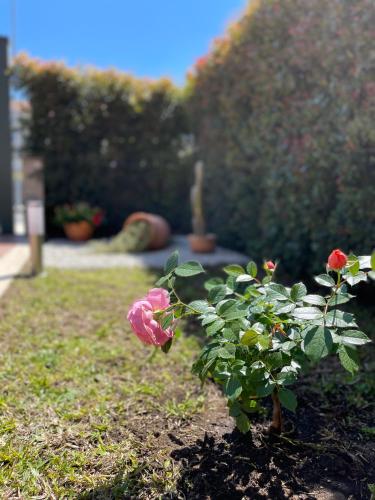 Κήπος έξω από το MB Giurati Suites