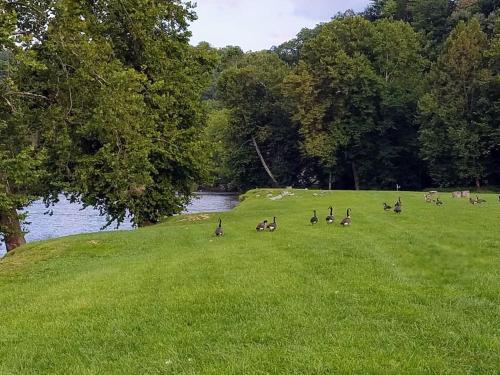 a group of ducks walking in the grass near a river at Alwar House: A mountain paradise in Piney Creek
