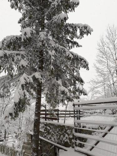 a tree covered in snow next to a fence at Tudor's Valea Doftanei in Trăisteni