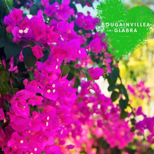 a bunch of pink flowers in a garden at Paradise Resort Doc Let - All Inclusive in Doc Let