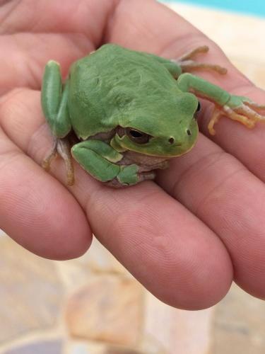 Animales en el departamento o alrededores