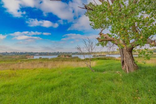 a tree in a field next to a lake at RSA Lodge in Benoni