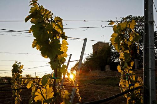 a sun setting behind a fence with vines at Altstadthof Freinsheim in Freinsheim