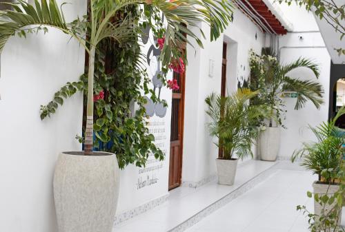 a row of potted plants in front of a building at Comunidad Calle 13 Hotel Boutique in Santa Marta