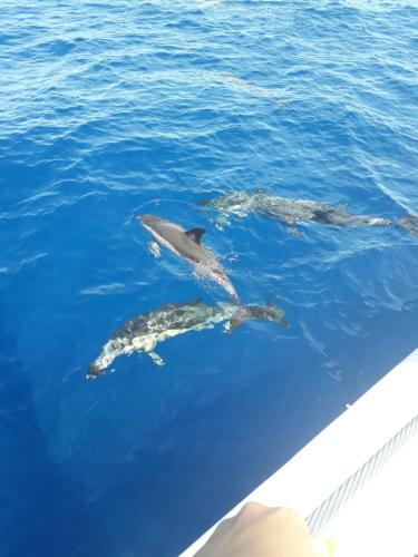 two dolphins swimming in the water near a boat at Alexia Room in Funchal