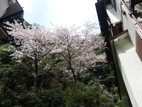 a tree with pink flowers in front of a building at Tsukimotoya Ryokan in Toyooka