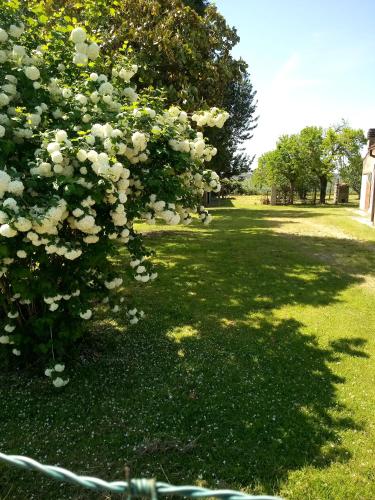 a tree with white flowers in a yard at Art b&b Gli Aironi in Pomposa