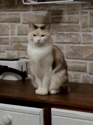 a cat sitting on top of a counter at Art b&b Gli Aironi in Pomposa