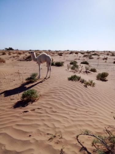 a camel standing in the sand in the desert at Desert skay camp in Mhamid