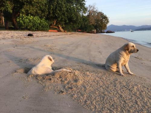 Haiwan peliharaan atau haiwan-haiwan peliharaan yang menginap dengan tetamu di Wild Pasir Panjang