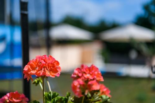 a group of red flowers in a pot at House Angela with private pool, private parking, wi-fi and fully fenced garden - WiiBuk in Divšići