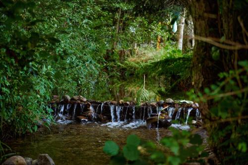 a stream of water in the middle of a forest at Glamping the Vosges in Corcieux