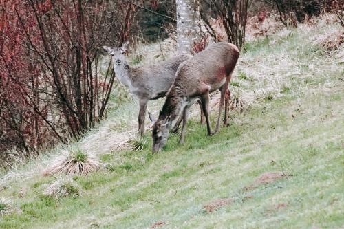 インの敷地内または近くにいる動物