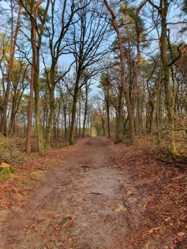 a dirt road in a wooded area with trees at B&B De NieuwenHof 'De Voorkamer' in Melderslo