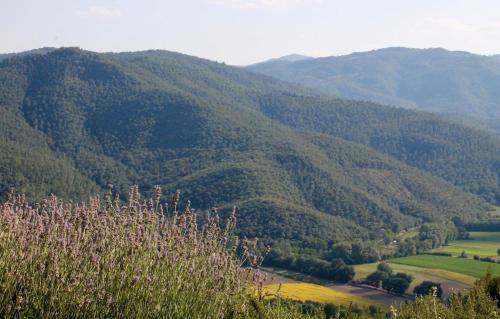 auliculiculiculiculiculiculiculiculiculiculiculiculiculiculic at Torricella in Città di Castello