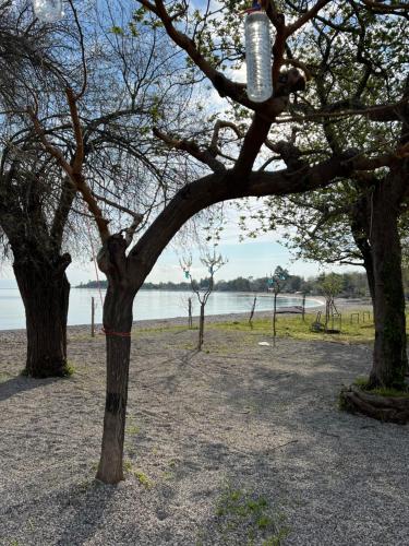 a bottle hanging from a tree in a park at yoco in Eleonas