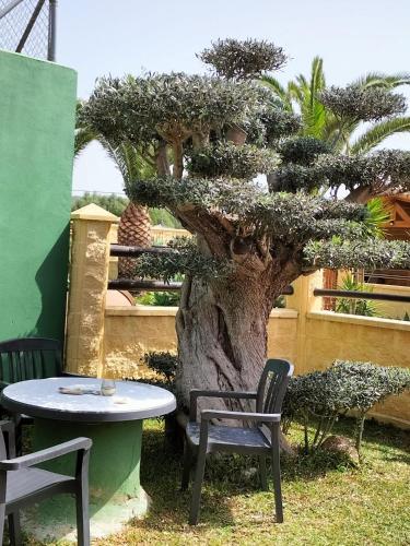 a table and chairs next to a bonsai tree at Casas Guemon in Zahora