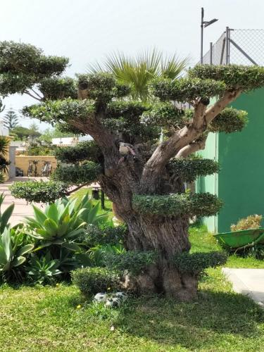 a bonsai tree in front of a building at Casas Guemon in Zahora