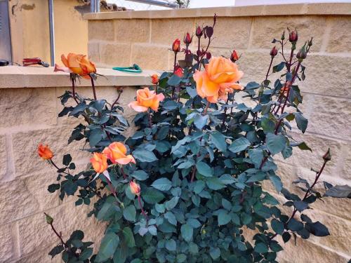 a plant with orange flowers growing against a wall at Casas Guemon in Zahora