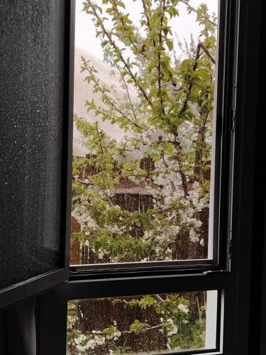 a window with a view of a tree with white flowers at Wooden Zimmer El-Rom in El-Rom