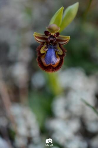 a close up of a flower with a bee on it at Tottam Art & Healthy Garden in Málaga