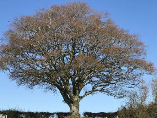 a tree with no leaves on it in a field at Astronomer Shepherd's hut in Beaminster